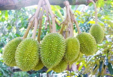 phan-bon-doi-voi-su-phat-trien-cua-cay-sau-rieng